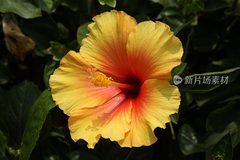 木槿(Hibiscus Rosa-Sinensis / Chinese Hibiscus